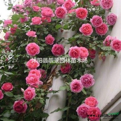 江苏优质红瑞木1米高，.红瑞木3分支基地 红瑞木种子批发