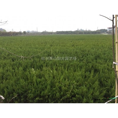 供应金钟花 黄金条 连翘 色块苗及毛球