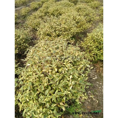 供应花叶连翘色块苗 小毛球