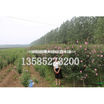供应连翘小毛球冠幅50-6-70-80公分连翘球价格连翘苗