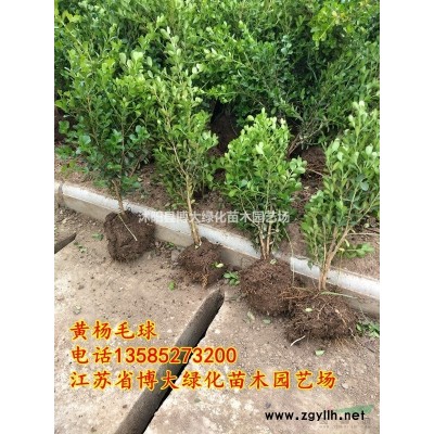 连翘小苗价格报价/江苏*新扦插连翘小苗价格