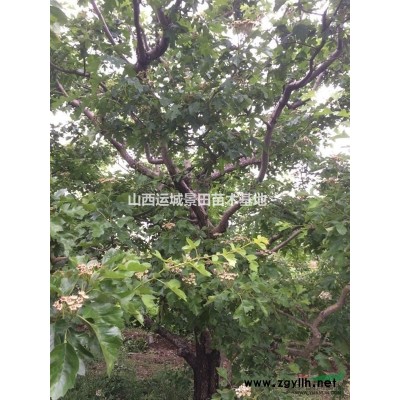 连翘苗用途·药用连翘苗，造林连翘苗，防沙固土造林连翘苗