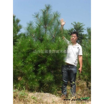 连翘基地·山西连翘苗种植基地·运城连翘苗产地价格