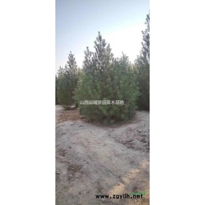 *新连翘苗价格·山西连翘苗批发价格·高度50-150公分连翘