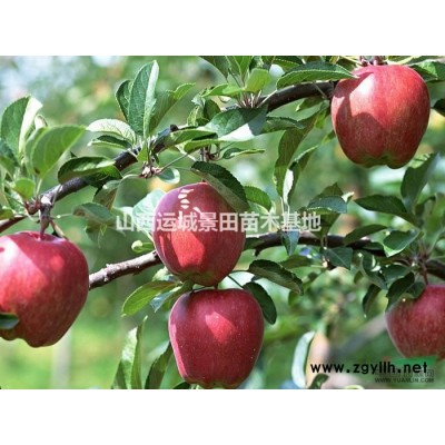 山西连翘树·山西丛生连翘树图片价格·连翘产地山西地区连翘球