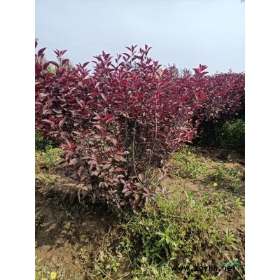 定州东北连翘小苗，东北连翘报价，东北连翘简介