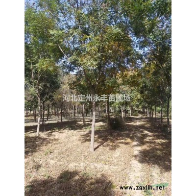 连翘价格，连翘厂家，连翘种植基地，连翘60-150公分