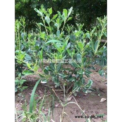 丁香花夏天移栽好活吗？