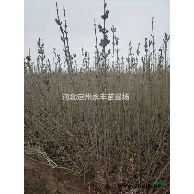 华北连翘报价，华北连翘产地，华北连翘经销*选永丰苗圃