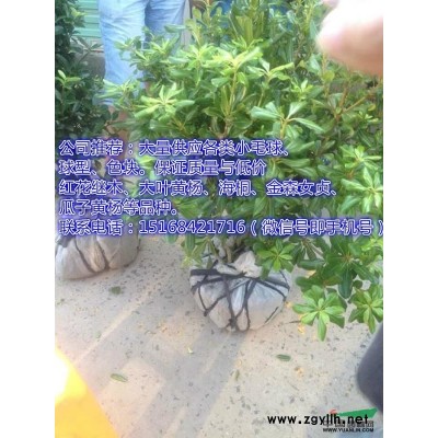 供应迎春、连翘、绣线菊、金叶女贞、水蜡等