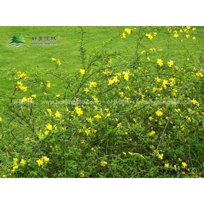 茶梅价格_茶梅图片_茶梅产地_茶梅绿化苗木苗圃基地