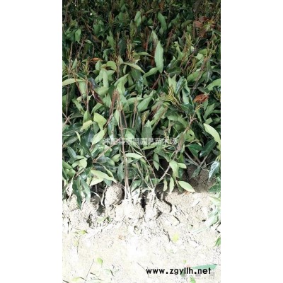 高1米冠幅1米连翘球什么价格？