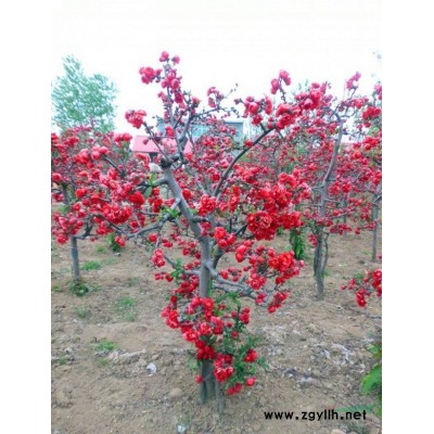 连翘苗多少钱一棵？