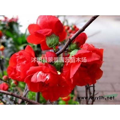 成都有卖连翘幼苗的吗？
