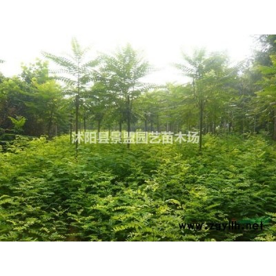 一年生连翘苗多少钱一棵？