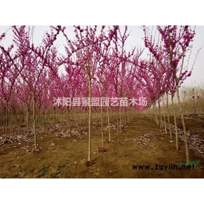 连翘1米高价格哪家比较低？