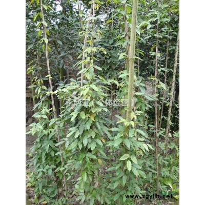 成都茶梅小苗基地批发 茶梅小苗价美物优 茶梅小苗30公分价格