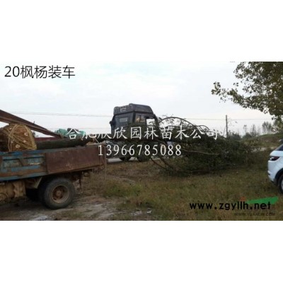 安徽肥西供应高度80-200公分冠幅50-200公分花石榴树
