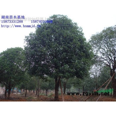 湖南石榴树  花石榴价格 石榴树价格 果石榴
