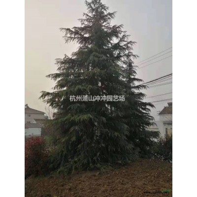 供应精品花石榴 蓬型1.5米-3米