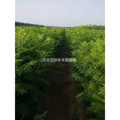 五月份花期的绿化苗木有哪些，花石榴，各种萱草，香花槐，铁杆海棠，月季