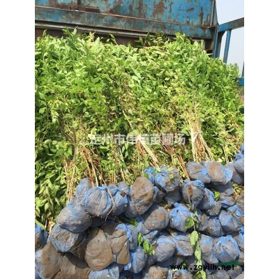 连翘批发，连翘价格，连翘基地，河北连翘