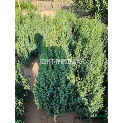 连翘，河北连翘，连翘特价苗