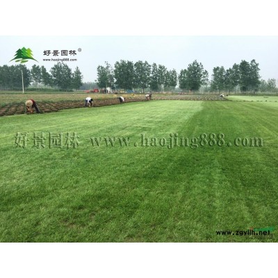 黄栌价格_黄栌图片_黄栌产地_黄栌绿化苗木苗圃基地