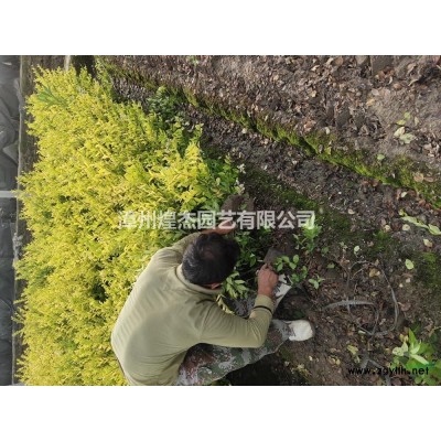 福建六月雪批发/供应 规格* 成活率高