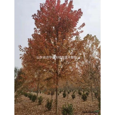 白蜡 山东白蜡 山东速生白蜡 济宁速生白蜡哪里好/哪家便宜