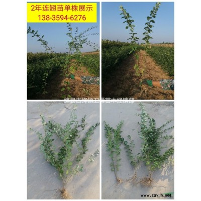 2年连翘苗种植基地== 2年地径0.5/0.6/0.7公分连翘苗价格