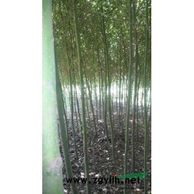 东方杉