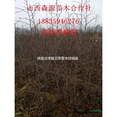 连翘苗价格！！0.7/0.8/1公分连翘苗（3年连翘苗）