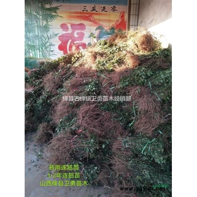 1米+2年生连翘苗=1公分+两年连翘苗=二年药用连翘苗