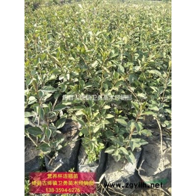 连翘苗哪里有卖// 山西运城*连翘苗种植基地