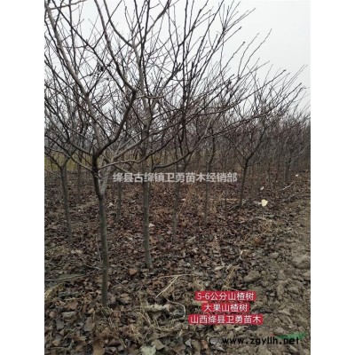 2年连翘苗基地价格 2年连翘苗图片展示 2年连翘苗农户直销