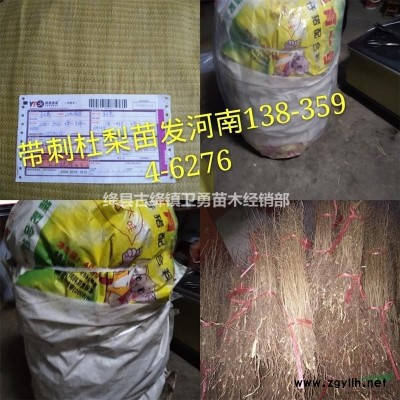 山西连翘苗种植大户+ 连翘苗种植如何修剪技术