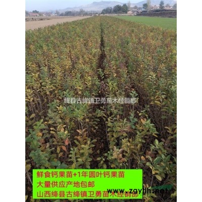 连翘苗种植技术//连翘苗种植(时间+地区+基地)