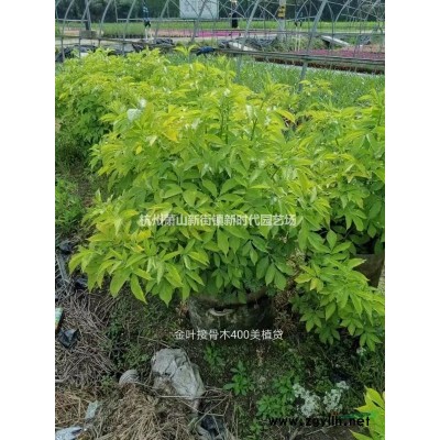 浙江紫叶狼尾草 杭州紫叶狼尾草哪里好/哪家便宜
