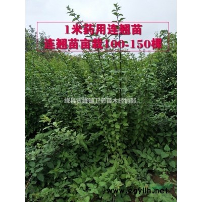 药用连翘苗//1年连翘苗价格=2年连翘苗批发=3年连翘苗产地