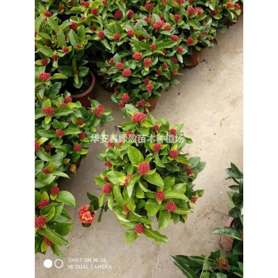 金边假连翘18杯小苗图片/金边假连翘18杯小苗报价