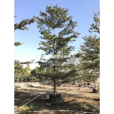 福建黄金叶 金叶假连翘18杯小苗介绍/特征/用途