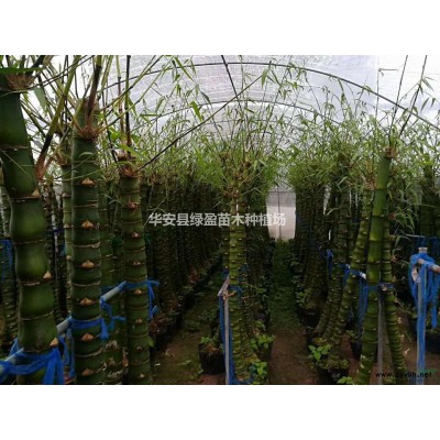 2021年福建金边假连翘小苗新报价