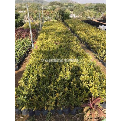 黄金叶 金叶假连翘价格 金叶假连翘批发 福建漳州产地直销