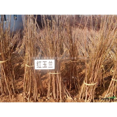 连翘，65公分连翘价格，规格*，绿化苗木基地