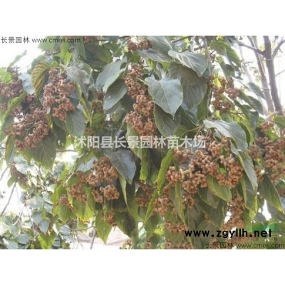红瑞木*新价格