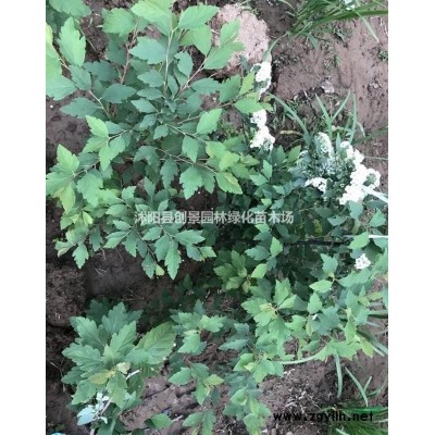 【连翘】连翘苗_价格_图片_产地报价表