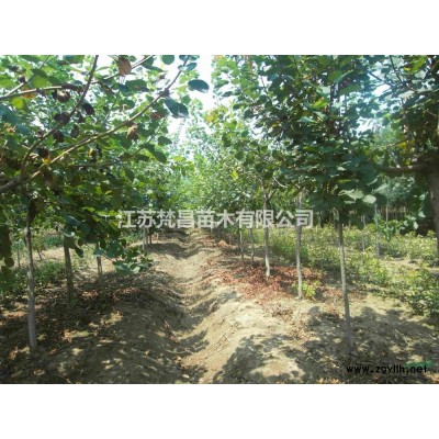江苏丁香 丁香价格 紫丁香 紫丁香价格批发/供应