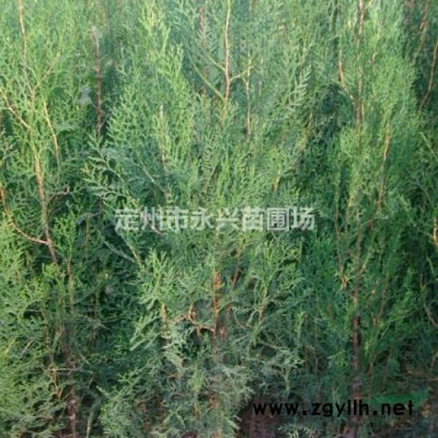 华北连翘价格，华北连翘种植基地，华北连翘厂家直销