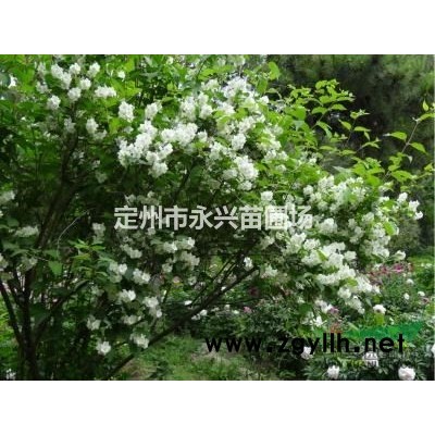 金叶连翘价格，金叶连翘厂家，金叶连翘种植基地，金叶连翘100